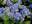 Гортензия крупнолистная ‘Early Blue’ Hydrangea macrophilla ‘Early Blue’