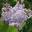 Сирень обыкновенная ‘Lila Wonder’ (Syringa vulgaris ‘Lila Wonder’)