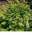 Рябинник рябинолистный ‘Sem’ (Sorbaria sorbifolia ‘Sem’)