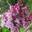 Сирень обыкновенная ‘Paul Deschanel’ (Syringa vulgaris ‘Paul Deschanel’)
