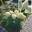 Гортензия метельчатая 'Little Alf' Hydrangea paniculata 'Little Alf'	