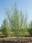 Ива Ледебура Пендула ‘Снежный шар’ Salix ledebouriana f. kuraica (уральская селекция)