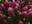 Гортензия метельчатая ‘Samarskya Lydia’ ® (‘Rensam’) Hydrangea paniculata ‘Samarskya Lydia’ ® (‘Rensam’)