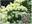 Гортензия метельчатая ‘Bobo’ Hydrangea paniculata ‘Bobо’