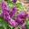 Сирень обыкновенная ‘Charles Joly’ (Syringa vulgaris ‘Charles Joly’)