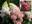 Гортензия метельчатая ‘Fraise Melba’ ® (‘Renba’) Hydrangea paniculata ‘Fraise Melba’ ® (‘Renba’)