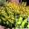 Пузыреплодник калинолистный ‘Dart’s Gold’ Physocarpus opulifolius ‘Dart’s Gold’