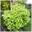 Пузыреплодник калинолистный ‘Luteus’ Physocarpus opulifolius ‘Luteus’