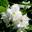 Чубушник ‘Rosace’ (Philadelphus ‘Rosace’)