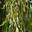 Береза плакучая Lacinata (Betula pendula Lacinata)