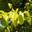 Береза пушистая Aurea (Betula pubescens Aurea)