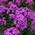 Флокс Phlox paniculata ‘Younique Old Purple’