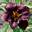Лилейник Hemerocallis ‘Black Stockings’