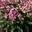 Флокс Phlox paniculata ‘Aureole’