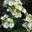 Флокс Phlox paniculata ‘Jade’