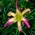 Лилейник Hemerocallis ‘Applique’