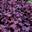 Гейхера Heuchera ‘Forever® Purple’