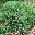 Можжевельник казацкий Juniperus sabina 'Broadmoor'