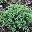 Можжевельник казацкий Juniperus sabina 'Tamariscifolia'