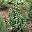 Можжевельник китайский Juniperus chinensis 'Stricta'