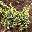 Можжевельник чешуйчатый Juniperus squamata 'Holger'