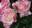 Роза флорибунда ‘Laminuette’