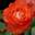 Роза флорибунда ‘Marieken’