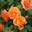 Роза флорибунда ‘Meilove Orange’