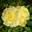 Роза флорибунда ‘Yellow Meilove’