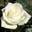 Роза чайно-гибридная ‘Anastasiya’