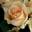 Роза чайно-гибридная ‘Avalanche Peach’