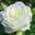 Роза чайно-гибридная ‘Akito’