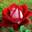 Роза чайно-гибридная ‘Allelyia’