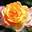 Роза чайно-гибридная ‘Andre Willemse’