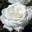 Роза чайно-гибридная ‘Annapurna’