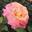 Роза чайно-гибридная ‘Augusta Luise’