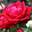 Роза чайно-гибридная ‘Burgund 81’