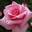 Роза чайно-гибридная ‘Carina’