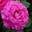 Роза чайно-гибридная ‘Chartreuse’