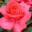 Роза чайно-гибридная ‘Criterion’