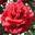 Роза чайно-гибридная ‘Edith Piaf’