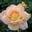 Роза чайно-гибридная ‘Gloria Dei’
