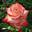 Роза чайно-гибридная ‘Imperatrice Farah’