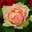 Роза чайно-гибридная ‘Jalitah’