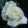Роза чайно-гибридная ‘Karen Blixen’