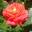 Роза чайно-гибридная ‘Konigin der Rosen’