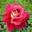 Роза чайно-гибридная ‘Kronenbourg’