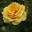 Роза чайно-гибридная ‘Kupferkonigin’