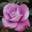 Роза чайно-гибридная ‘Lila Wunder’