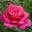 Роза чайно-гибридная ‘Parole’